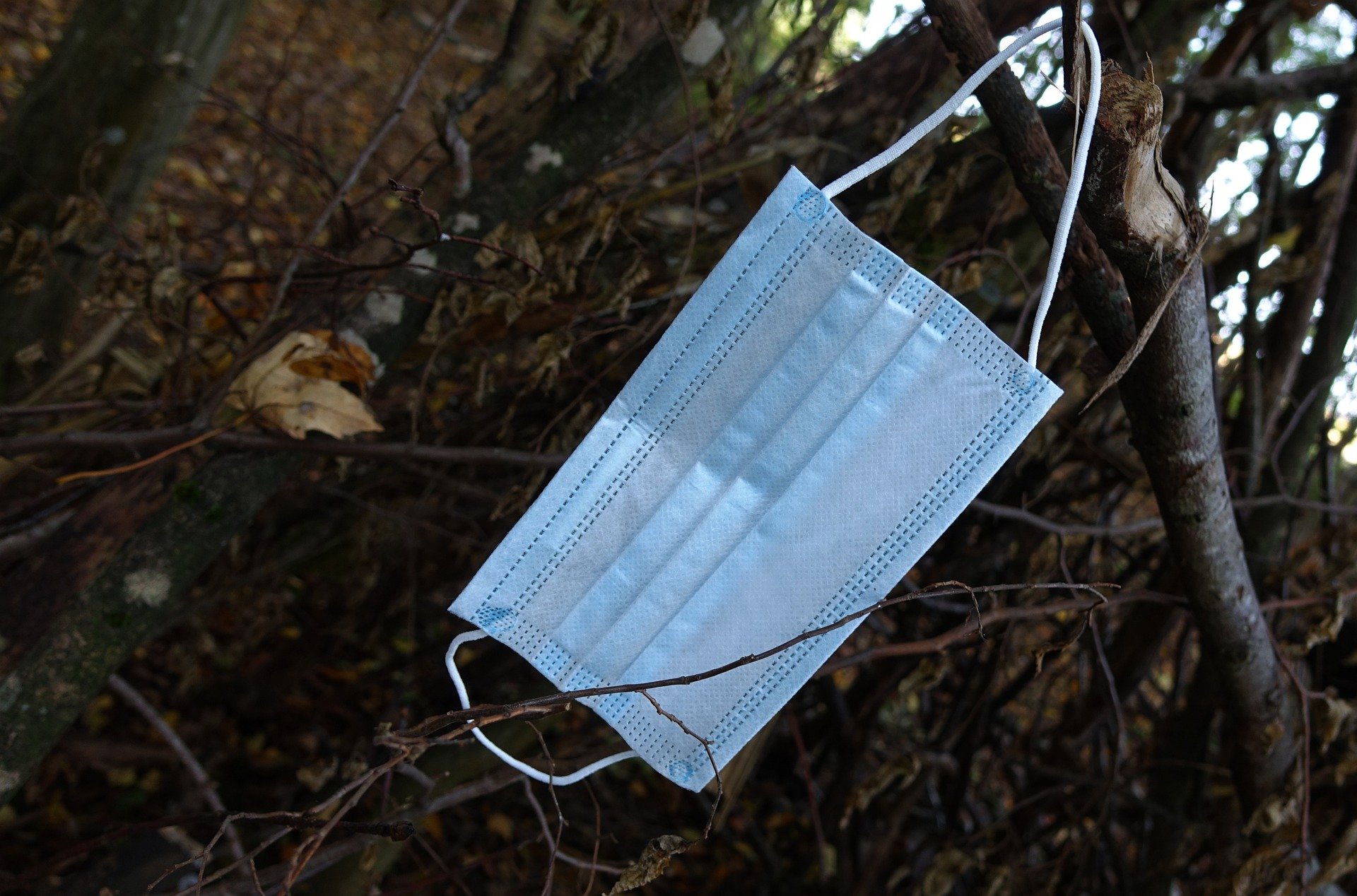 Foto de una mascarilla en una rama de una árbol